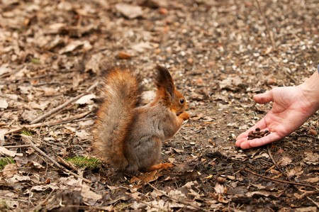 Little squirrel taking nuts from human hand in parkの写真素材