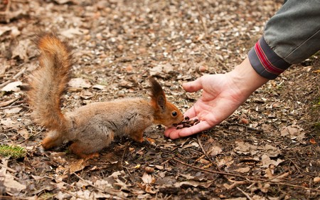 Little squirrel taking nuts from human hand in parkの写真素材