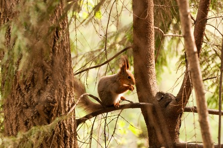 Little squirrel eating nut in park at springの写真素材