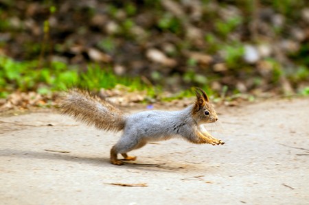 Little squirrel in park at springの写真素材