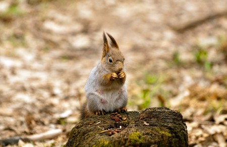 Little squirrel eating nut in park at springの写真素材