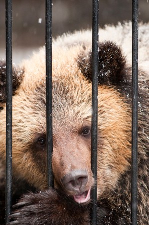 Young sadness brown bear in winter zooの写真素材