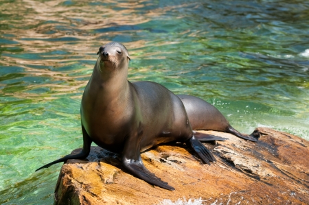 Sea cat at the Berlin Zoological Gardenの写真素材