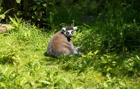 Lemur 
