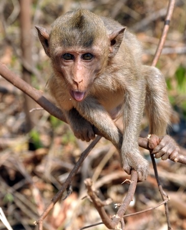 wild monkey showing the tongue. around pattayaの写真素材