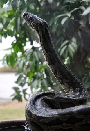 to drown steklom, thailandの写真素材