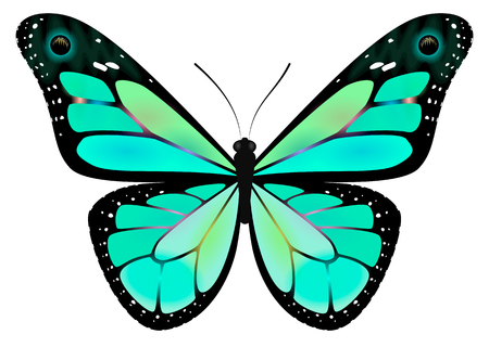 butterfly monarchのイラスト素材