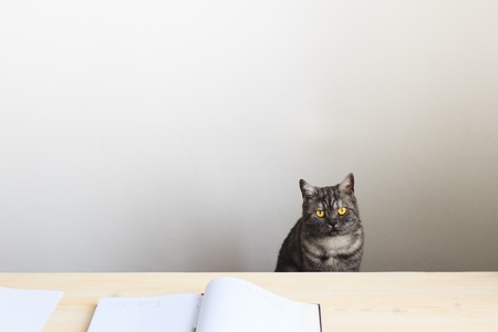 Britain curious cat looking over a table