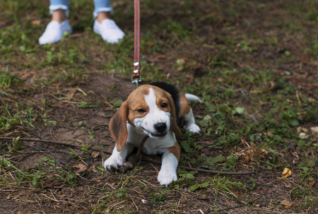 Cute Beagle dogの写真素材
