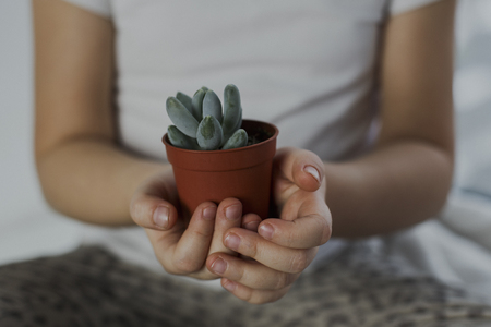 Childrens hands hold a succulent while sitting on the windowsillの写真素材