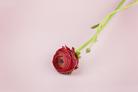 Beautiful burgundy ranunculus on a pink backgroundの写真素材