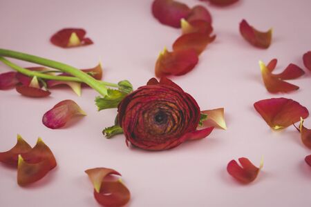 Ranunkulus with fallen petals on a pink background. Close-up