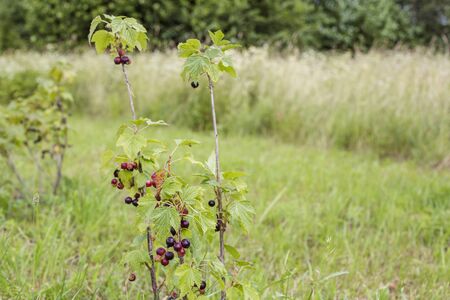 Young bush of black currant. Farming Developmentの写真素材