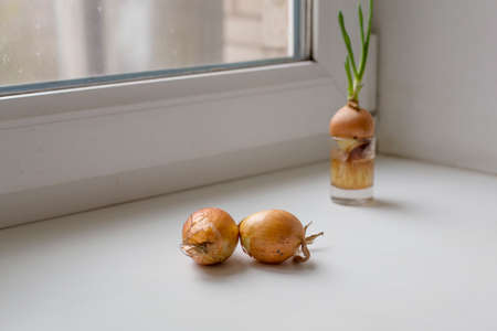 Growing onions on the window. Healthy food concept