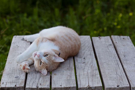 A ginger cat stretches while lying on a table made of boardsの写真素材