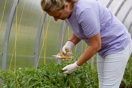 Woman processes tomatoes in the greenhouse, leaf pruning