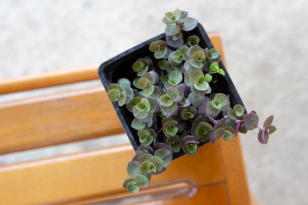 Green collision on seedlings in a pot. Tortoiseshell vine with tiny green leaves. Callisia seedlings.の写真素材