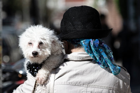 Purebred dog in the arms of its owner