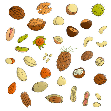 Vector set of colored nuts. Collection of  isolated bright hazel nut, walnut, pistachio, almond, coconut, pecan, peanut, pine nut, macadamia, cashew. Food illustration in cartoon or doodle style isolated on whiteのイラスト素材