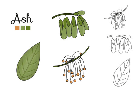 Vector set of ash tree elements isolated on white background. Botanical illustration of ash leaf, brunch, flowers, key fruits. Black and white clip art.のイラスト素材