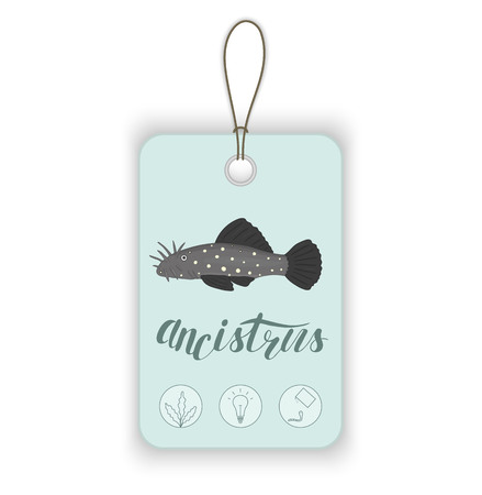 Vector price tag with aquarium fish and lettering. Illustration for pet shops. Aquarium fish names and icons. Cute ancistrus pictureのイラスト素材
