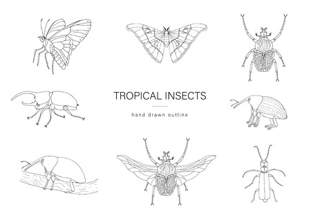 Vector set of tropical insects. Hand drawn outline of atlas moth, weevil, butterfly, goliath, Hercules beetle, Spanish fly. Black and white collection of tropic bugsのイラスト素材