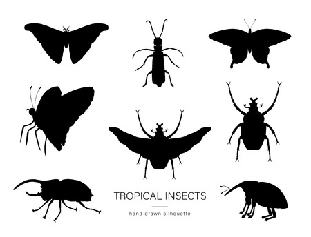 Vector set of tropical insects. Hand drawn black silhouettes of atlas moth, weevil, butterfly, goliath, Hercules beetle, Spanish fly. Set of tropic bugs  outlinesのイラスト素材