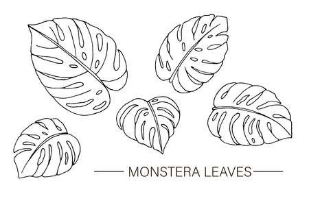 Vector set of tropical monstera leaves. Line drawing of jungle foliage. Hand drawn home tropic leaf clip art isolated on white background.のイラスト素材