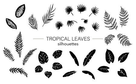 Vector set of tropical plant leaves silhouettes. Jungle foliage stencils. Hand drawn palm tree,  banana,  monstera,  dieffenbachia,  fern,  alocasia. Home tropic leaf clip artのイラスト素材