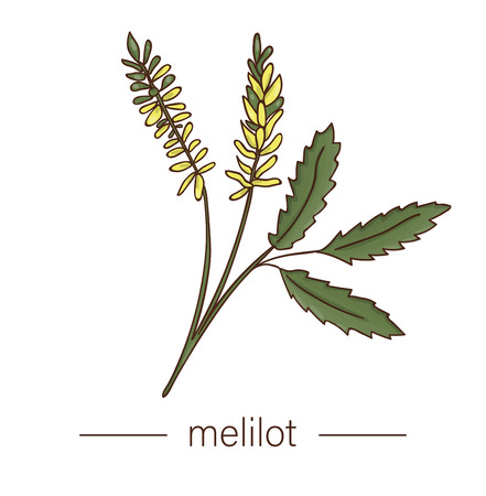 Vector melilot icon. Colored wild flower illustration. Colored cartoon style honey plant isolated on white backgroundのイラスト素材
