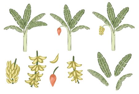 Vector tropical banana tree and fruit clip art. Jungle foliage illustration. Hand drawn exotic plant isolated on white background. Bright realistic illustration of bananas growing process.
のイラスト素材