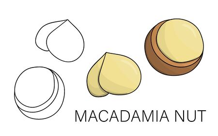 Vector black and white and colored macadamia icon. Set of isolated nuts. Food illustration in cartoon or doodle style isolated on white background.のイラスト素材
