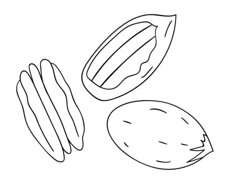 Vector black and white pecan icon. Set of isolated monochrome nuts. Food line drawing illustration in cartoon or doodle style isolated on white background.のイラスト素材