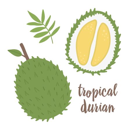 Vector durian clip art. Jungle fruit illustration. Hand drawn flat exotic plants isolated on white background. Bright childish healthy tropical summer food illustration.
のイラスト素材