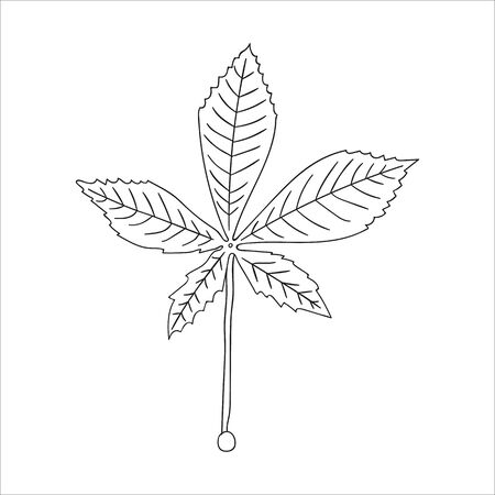 Vector line chestnut leaf icon isolated on white background. Tree greenery botanical illustration. Cartoon styleのイラスト素材