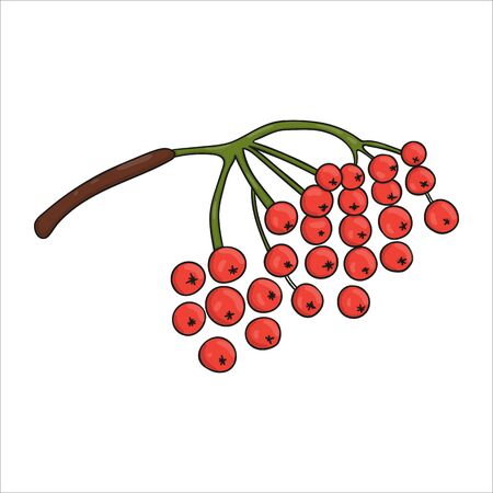 Vector colored red rowan berries icon isolated on white background. Tree greenery botanical illustration. Cartoon styleのイラスト素材
