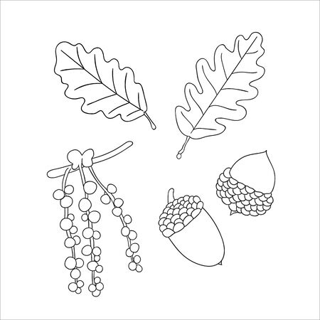 Vector set of line oak tree elements isolated on white background. Botanical illustration of oak leaf, brunch, flowers, acorns, ament. Black and white clip artのイラスト素材