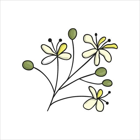 Vector line linden tree element isolated on white background. Botanical illustration of linden flowers. Black and white clip art.のイラスト素材