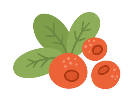 Vector cute cranberry. Autumn woodland red berry. Funny flat style illustration isolated on white background. Forest food iconのイラスト素材