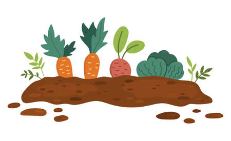 Vector garden sprouted plants isolated on white background. Flat spring vegetable nursery bed illustration. Gardening or farm seed bed icon with carrot, cabbage, beetrootのイラスト素材