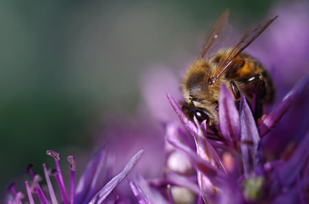 bee on purple flowerの写真素材