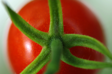 closeup of fresh tomato on stemの写真素材