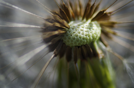 Dandelion core with seedsの写真素材
