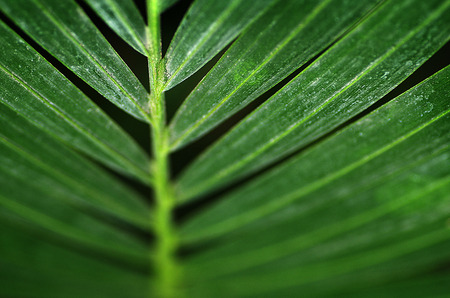 Close up of green palm leavesの写真素材