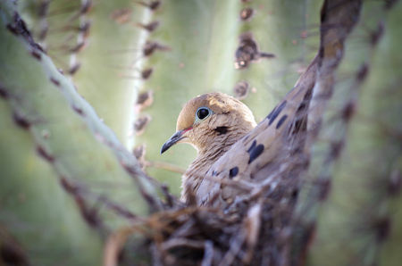 mourning dove perched in cactusの写真素材