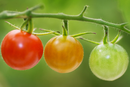 ripening cherry tomatoes on a vineの写真素材
