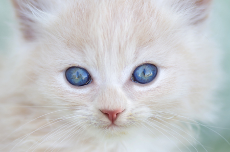 White kitten with blue eyesの写真素材