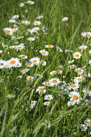 Summer lane of daisy wheel in field. Nature background.の写真素材