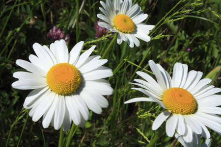 Three summer daisy wheel in grass. Nature background.の写真素材