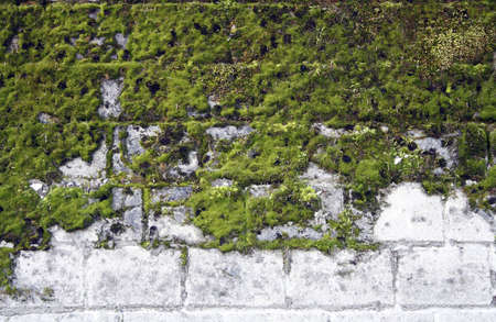 Green moss on stone wall. Texture of nature wall stone.の写真素材